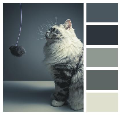Persian Breed Cat Black Grey Image